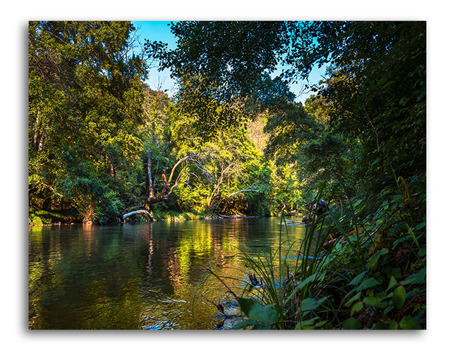 Tableau Jungle Lake - Tableau Nature