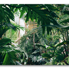 Collection image for: Tableau Jungle - Tableau Nature
