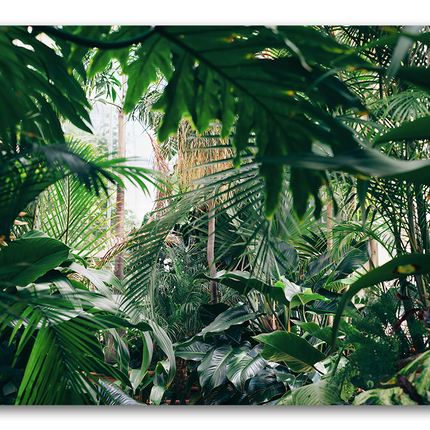 Tableau Jungle Tropicale - Tableau Nature