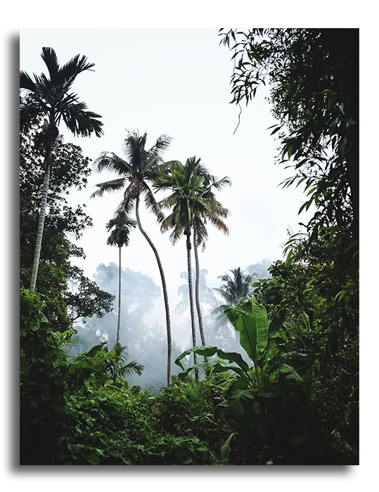 Tableau Jungle & Palmier - Tableau Nature
