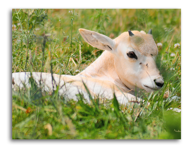 Tableau Cerf  - Young White Deer - Tableau Animaux