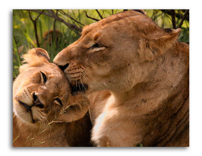 Tableau Lion Instin Maternel - Tableau Animaux