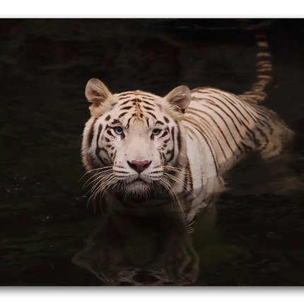 Tableau Tigre Dans L'eau - Tableau Animaux