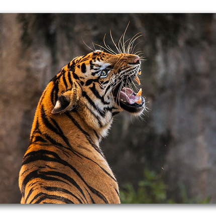 Tableau Tigre Du Bengal - Tableau Animaux