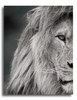 Tableau Lion Noir Et Blanc