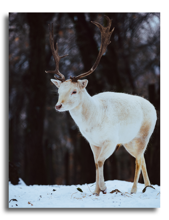 Voici un tableau d'un cerf blanc assez jeune dans un décor forestier et enneigé