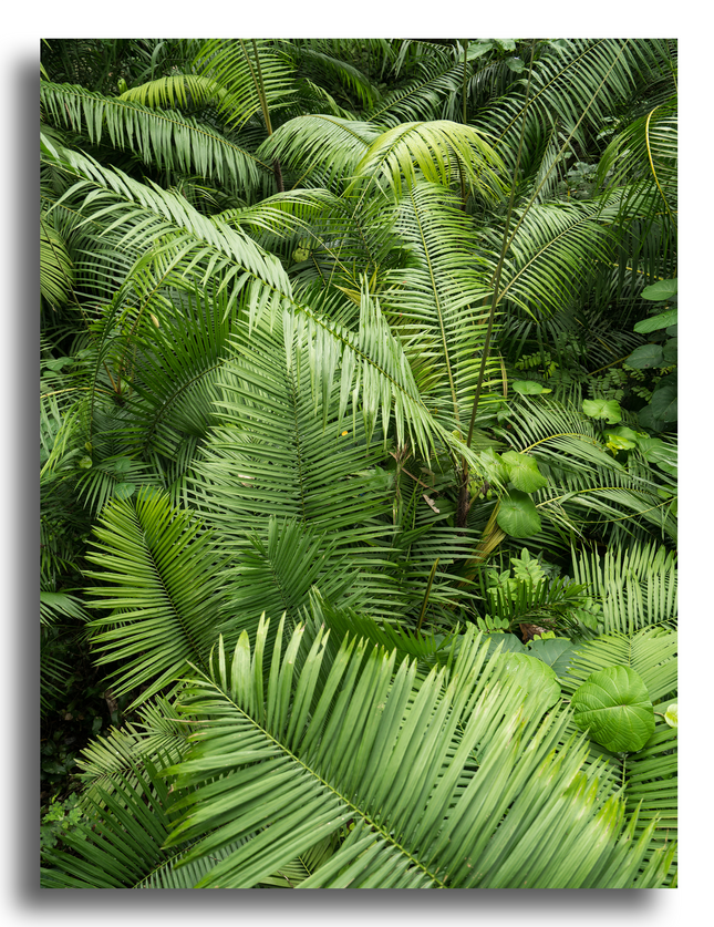 Tableau Jungle