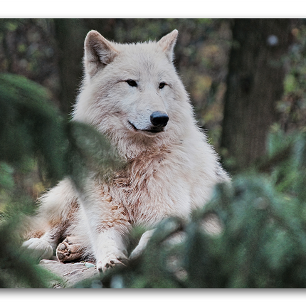 Tableau Loup Blanc Mystèrieux - Tableau Animaux