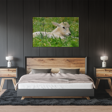 Tableau Cerf  - Young White Deer - Tableau Animaux