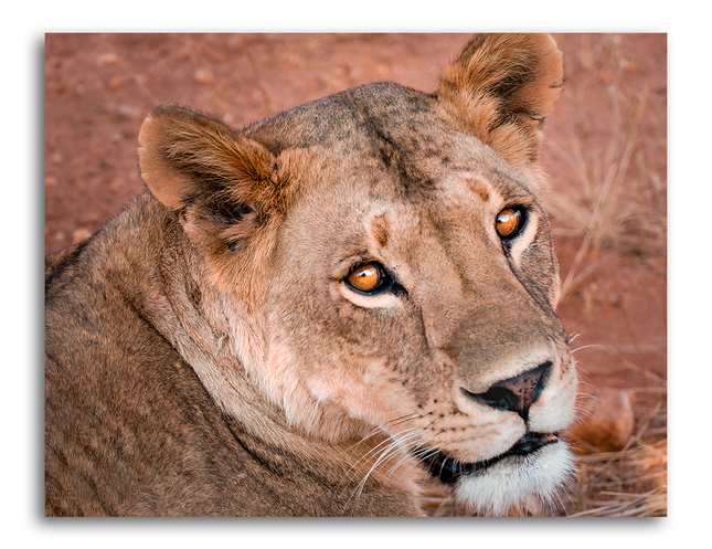 Tableau déco Tête de lion couleurs d'Afrique - Tableau Deco