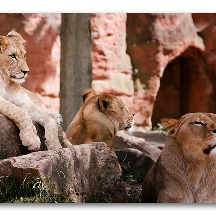 Tableau Lion Majestueux prédateur - Tableau Animaux