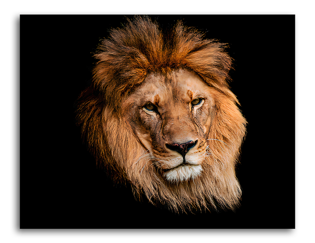 Tableau Lion Obscur - Tableau Animaux