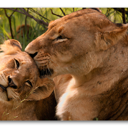 Tableau Lion Instin Maternel - Tableau Animaux