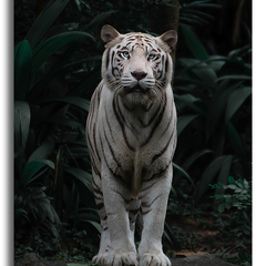 Collection image for: Tableau Tigre - Tableau Animaux