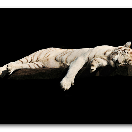 Tableau Tigre Endormi - Tableaux Animaux