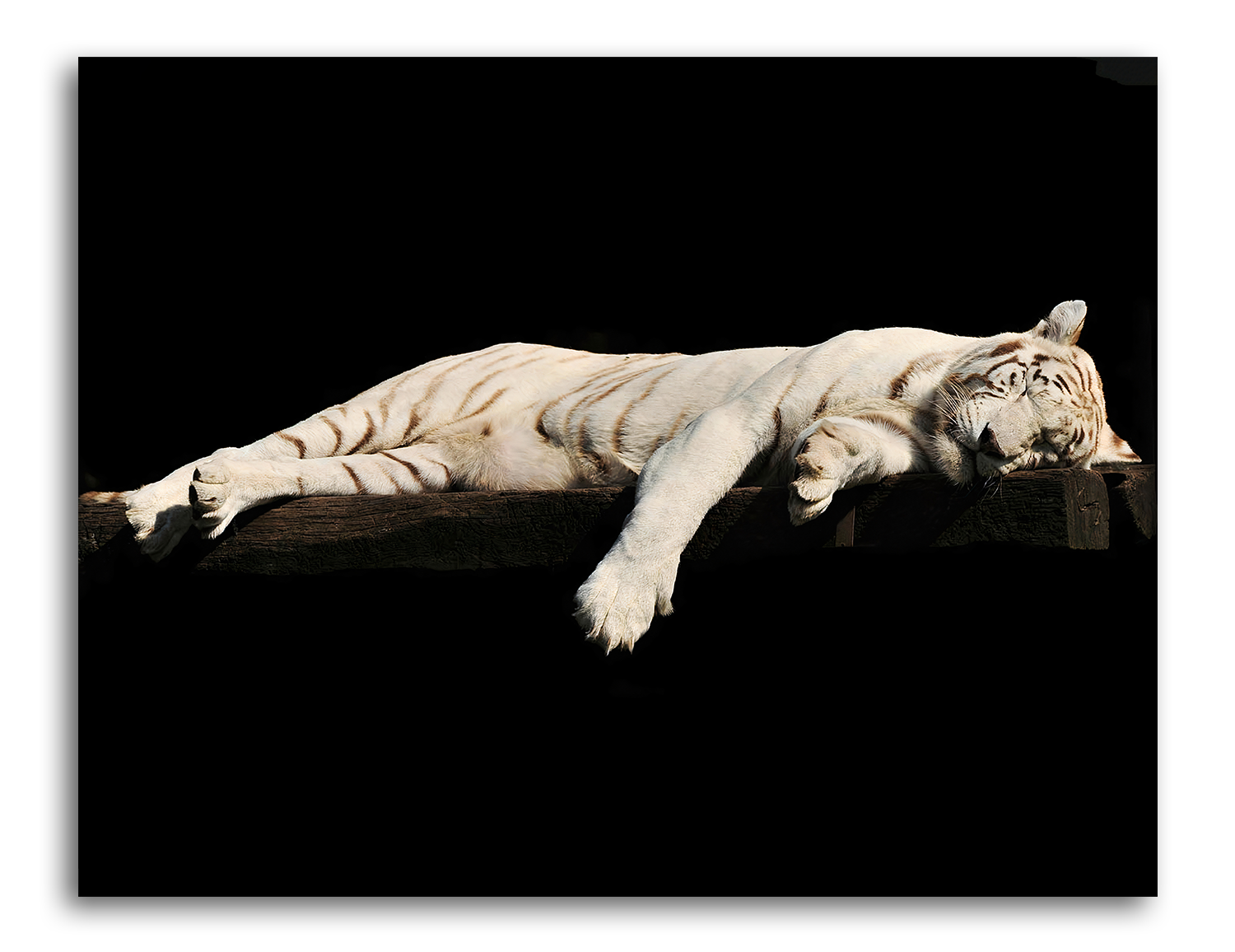 Tableau Tigre Endormi - Tableaux Animaux