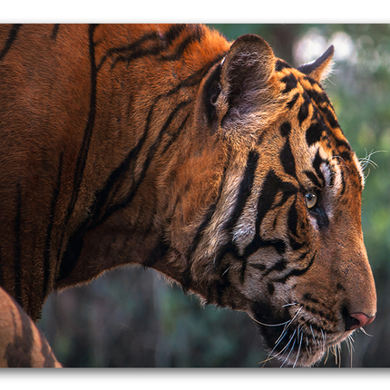 Tableau Tigre Majestueux - Tableau Animaux