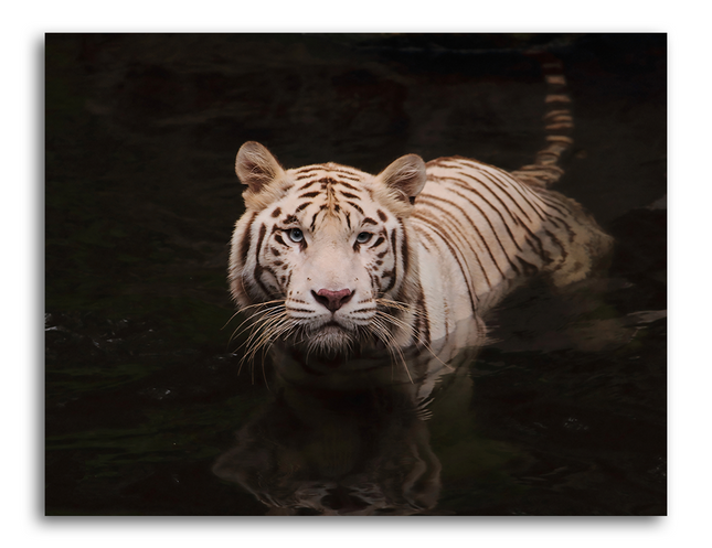 Tableau Tigre Dans L'eau - Tableau Animaux