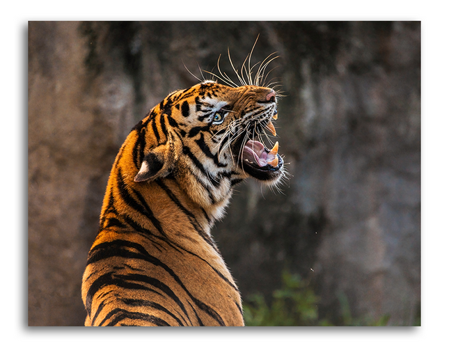 Tableau Tigre Du Bengal - Tableau Animaux